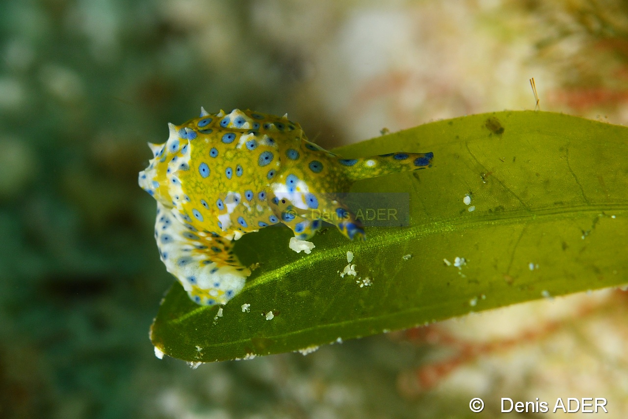 Oxynoe viridis Oxynoe verte - Elysie orange a tache bleu Halophila -Liwutonkidi Jetty beach-16m-20180604-Denis-ADER-DSC_4125_tn.jpg